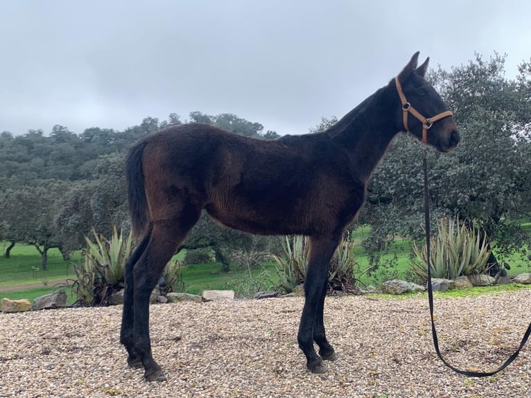 PRE Mix Stallion 1 year 16 hh Grey in Jardinito, El (Cordoba) (Finca)