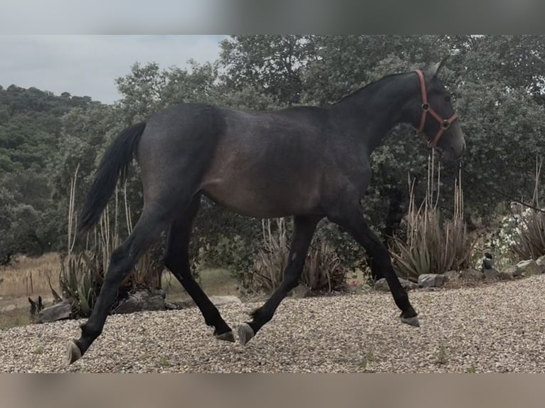 PRE Stallion 1 year 16 hh Grey in Jardinito, El (Cordoba) (Finca)