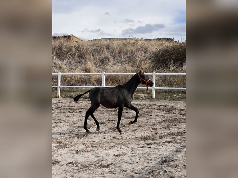 PRE Mix Stallion 1 year 16 hh Grey in Luesia