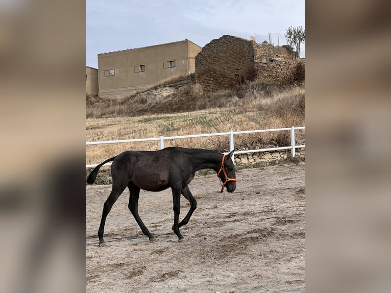 PRE Mix Stallion 1 year 16 hh Grey in Luesia