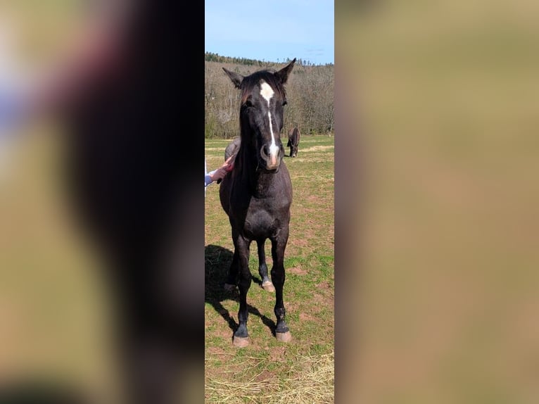 PRE Stallion 1 year 16 hh Grey in Rerik OT Russow