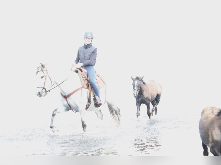 PRE Stallion 1 year 16 hh Grey in Rerik OT Russow