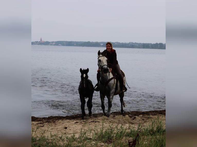 PRE Stallion 1 year 16 hh Grey in Rerik OT Russow