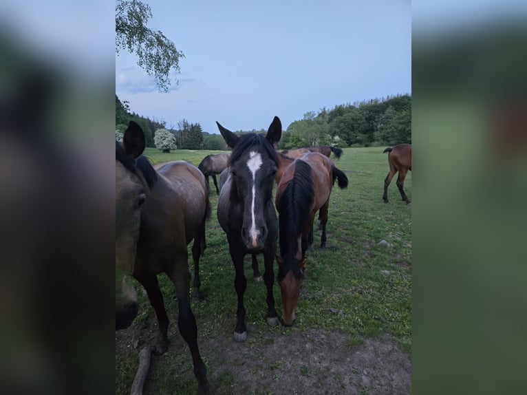 PRE Stallion 1 year 16 hh Grey in Rerik OT Russow