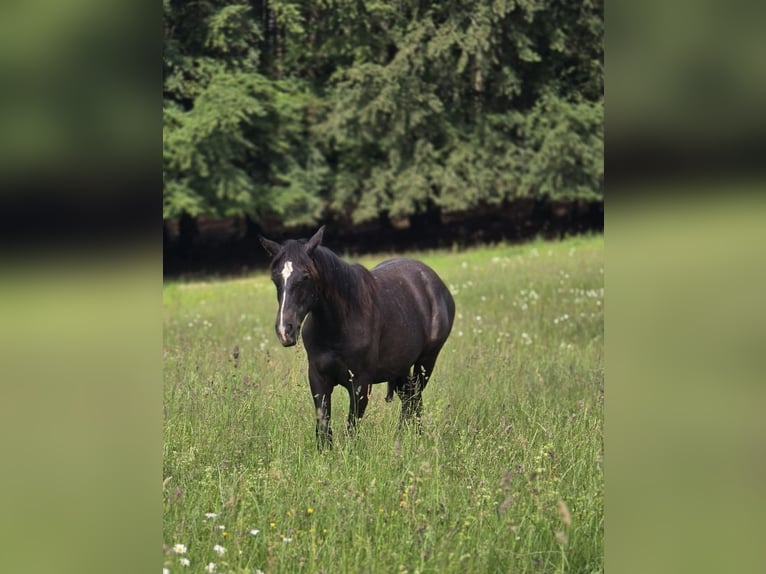 PRE Stallion 1 year 16 hh Grey in Rerik OT Russow