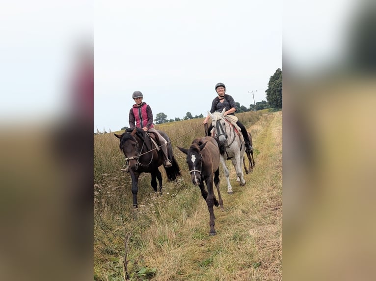 PRE Stallion 1 year 16 hh Grey in Rerik OT Russow