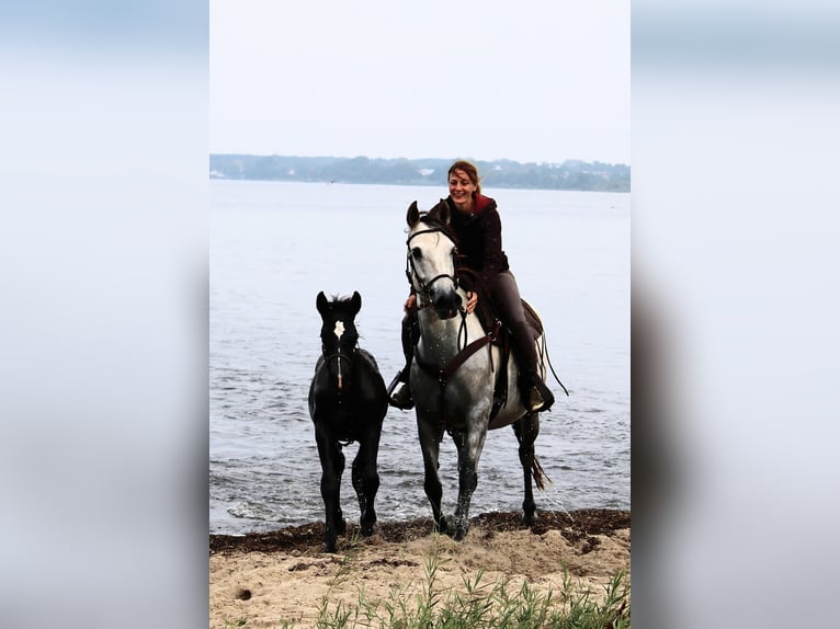 PRE Stallion 1 year 16 hh Grey in Rerik OT Russow
