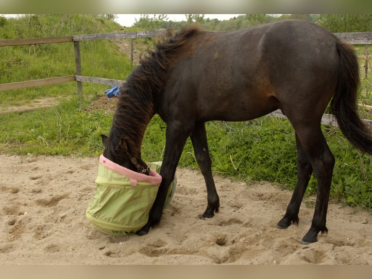 PRE Mix Stallion 1 year 16 hh Grey in ørbæk