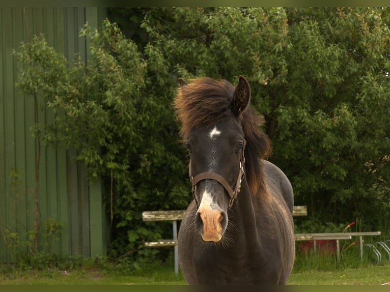 PRE Mix Stallion 1 year 16 hh Grey in ørbæk
