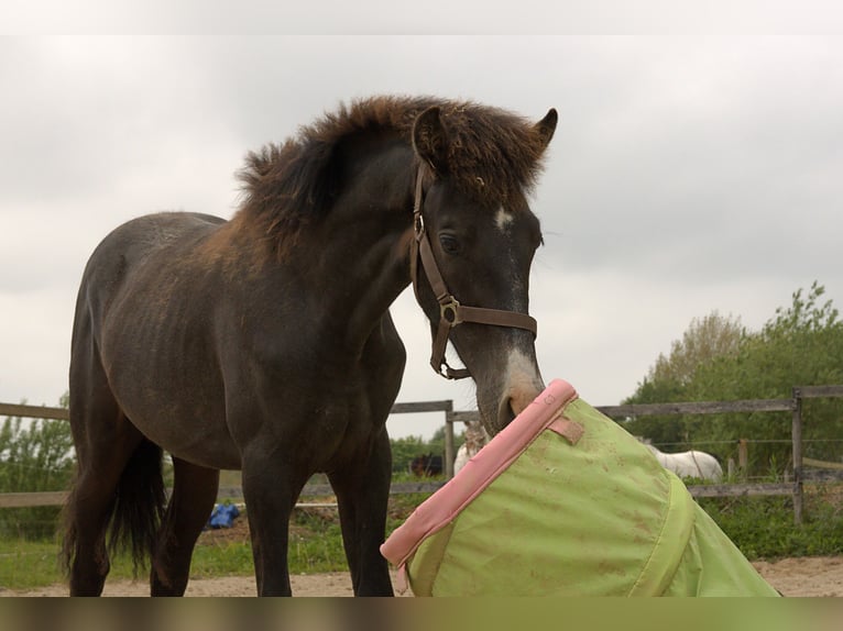 PRE Mix Stallion 1 year 16 hh Grey in ørbæk