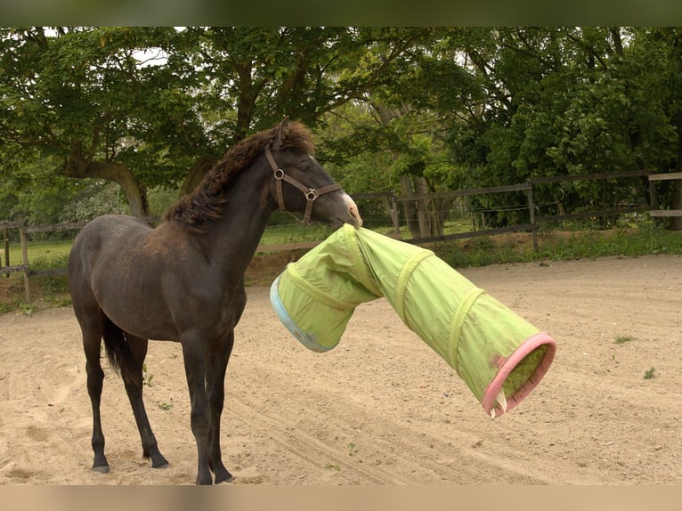 PRE Mix Stallion 1 year 16 hh Grey in ørbæk