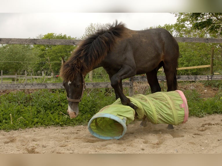 PRE Mix Stallion 1 year 16 hh Grey in ørbæk