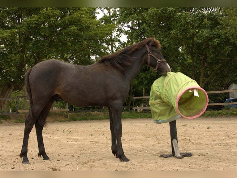 PRE Mix Stallion 1 year 16 hh Grey in ørbæk