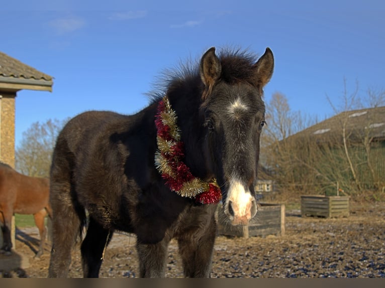 PRE Mix Stallion 1 year 16 hh Grey in ørbæk