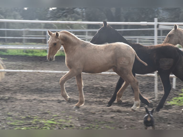 PRE Stallion 1 year 16 hh Palomino in El Real De La Jara