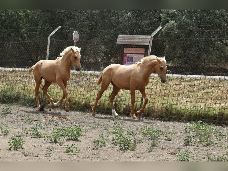 PRE Mix Stallion 1 year 16 hh Palomino in Sevilla