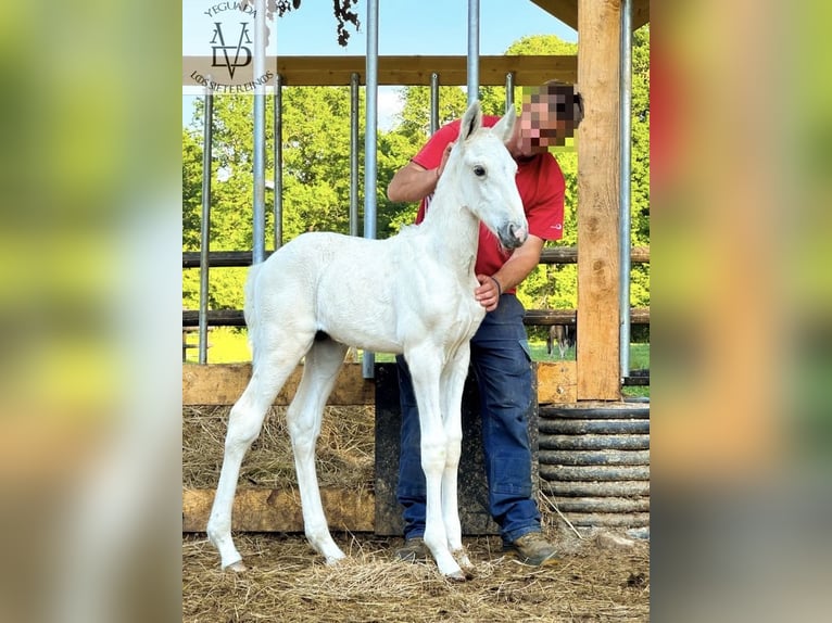 PRE Mix Stallion 1 year 16 hh Palomino in La Vespière-Friardel