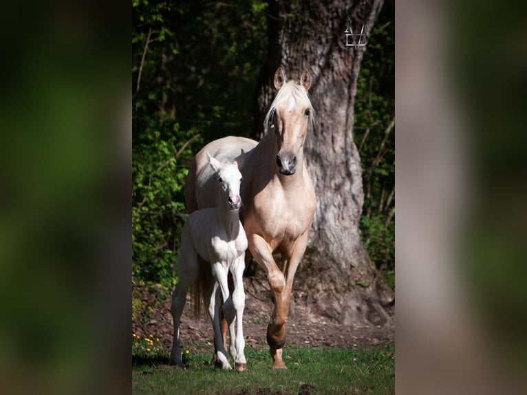 PRE Mix Stallion 1 year 16 hh Palomino in La Vespière-Friardel