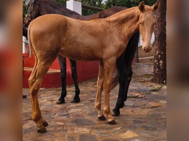 PRE Mix Stallion 1 year 16 hh Pearl in Rückweiler