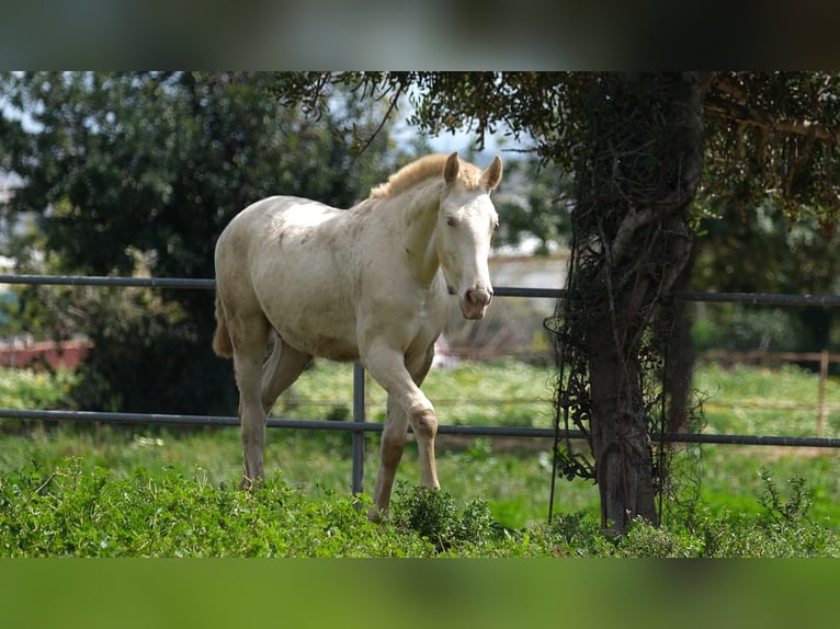 PRE Mix Stallion 1 year 16 hh Perlino in Hamburg