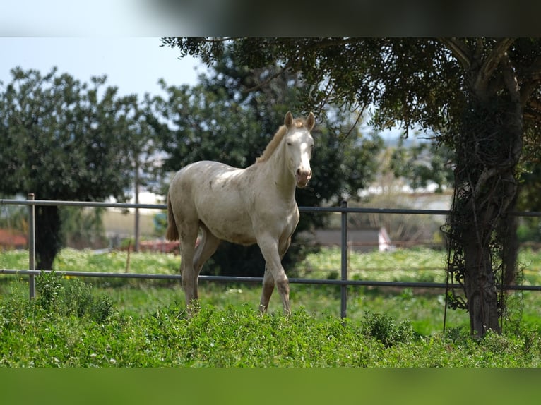 PRE Mix Stallion 1 year 16 hh Perlino in Hamburg