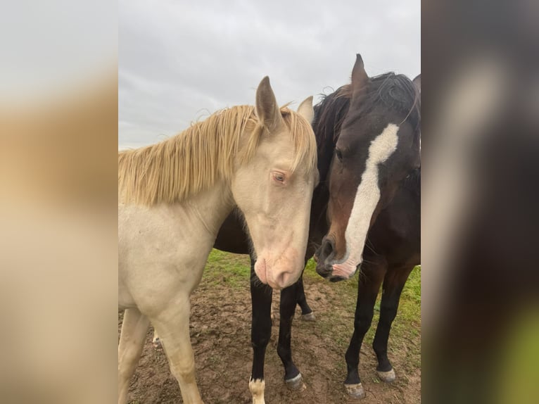 PRE Mix Stallion 1 year 16 hh Perlino in K&#xFC;rten