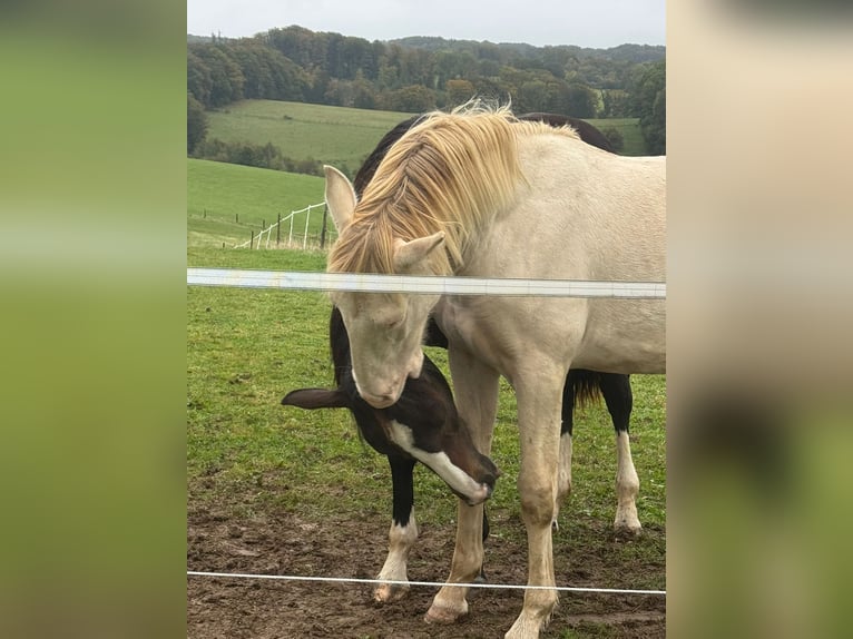 PRE Mix Stallion 1 year 16 hh Perlino in K&#xFC;rten