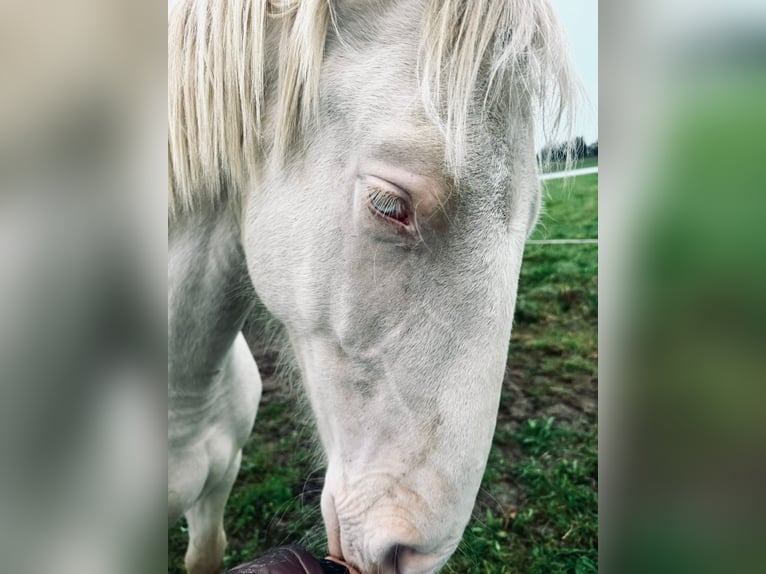 PRE Mix Stallion 1 year 16 hh Perlino in K&#xFC;rten