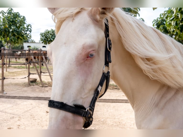 PRE Mix Stallion 1 year 16 hh in Riudoms
