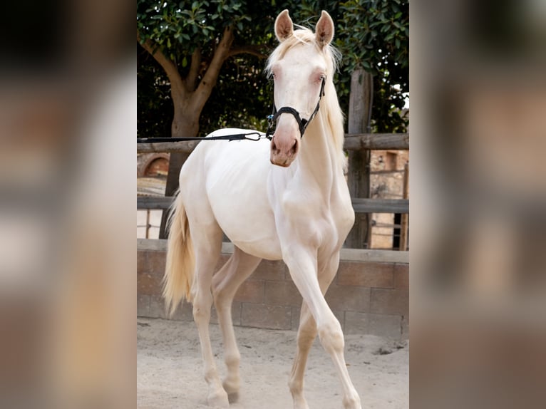 PRE Mix Stallion 1 year 16 hh in Riudoms
