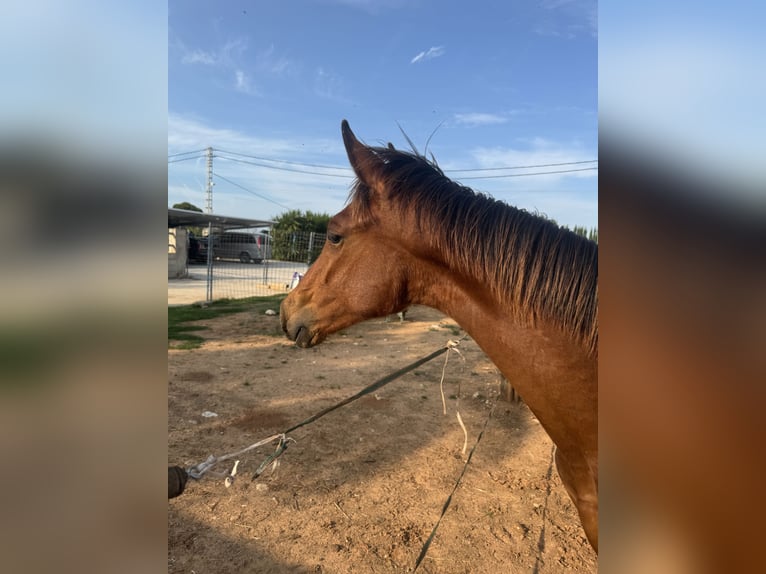 PRE Mix Stallion 1 year 16,1 hh Brown in Xativa