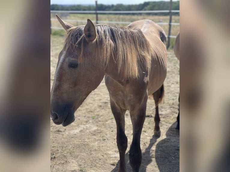 PRE Mix Stallion 1 year 16,1 hh Brown Falb mold in Oberglatt ZH