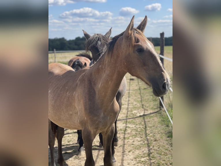 PRE Mix Stallion 1 year 16,1 hh Brown Falb mold in Oberglatt ZH