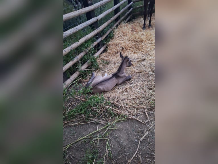 PRE Mix Stallion 1 year 16,1 hh Buckskin in Malaga