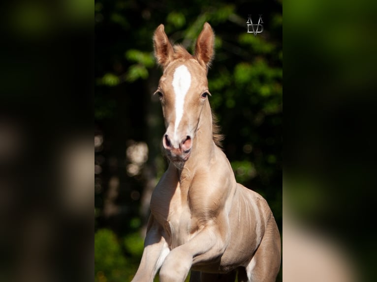 PRE Mix Stallion 1 year 16,1 hh Champagne in La Vespière-Friardel