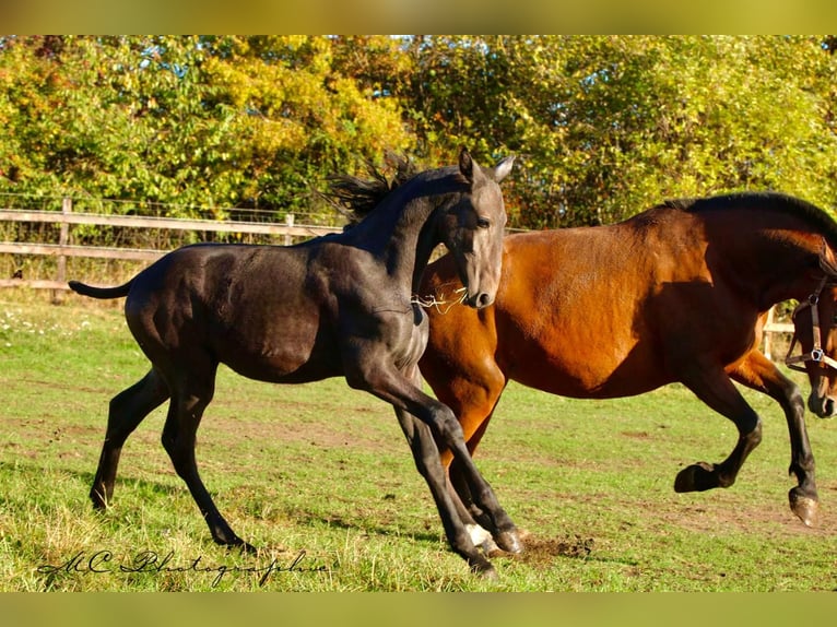 PRE Stallion 1 year 16,1 hh Grey-Dark-Tan in Polenz