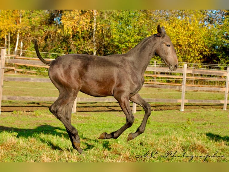 PRE Stallion 1 year 16,1 hh Grey-Dark-Tan in Polenz