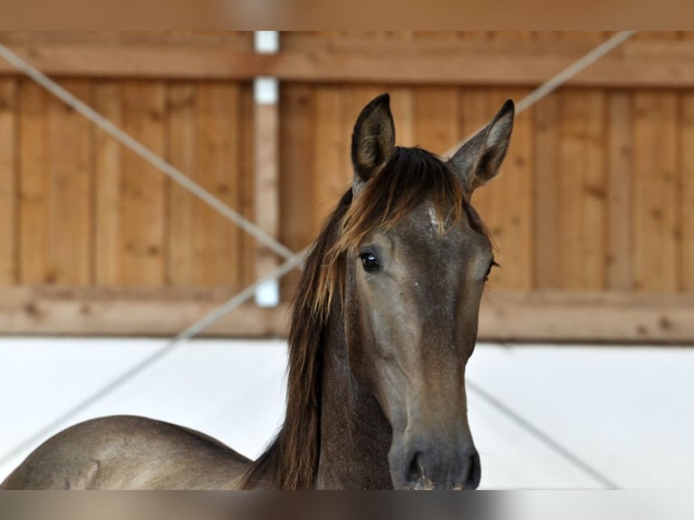 PRE Mix Stallion 1 year 16,1 hh Grey in Waldh&#xF6;lzbach