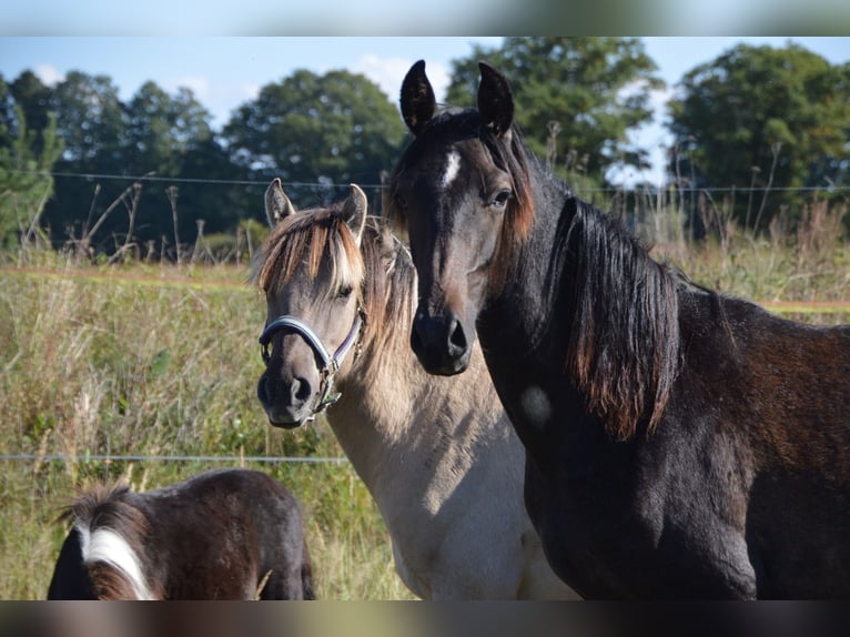 PRE Mix Stallion 1 year 16,1 hh Grey-Fleabitten in Arendsee