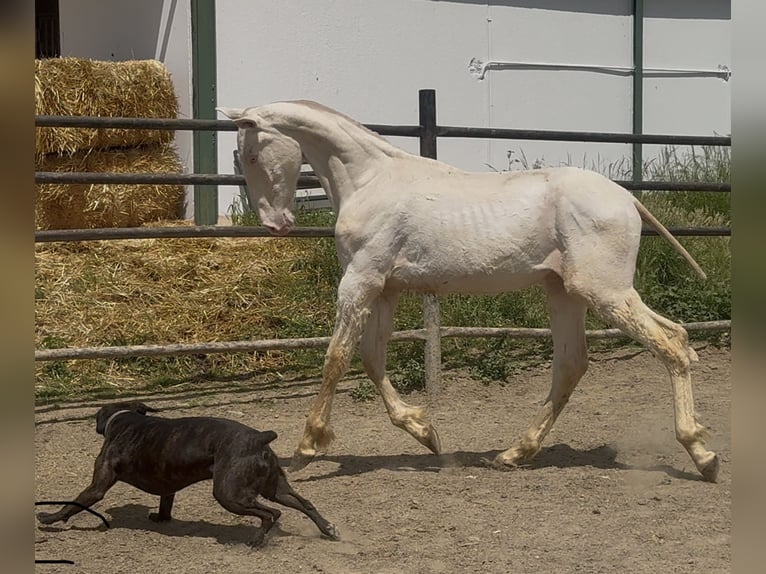 PRE Stallion 1 year 16,1 hh Perlino in Santa Marta