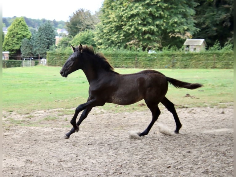 PRE Stallion 1 year 16,2 hh Black in Pellenberg