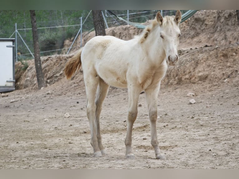 PRE Stallion 1 year 17 hh Perlino in Alcoi/Alcoy