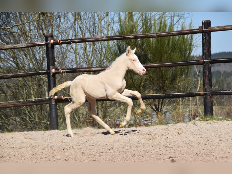 PRE Stallion 1 year in Manhay