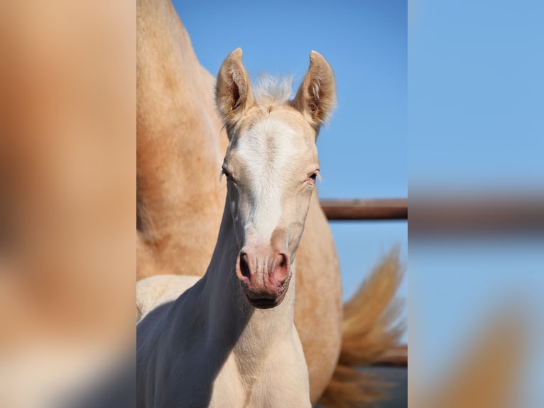 PRE Stallion 1 year in Manhay