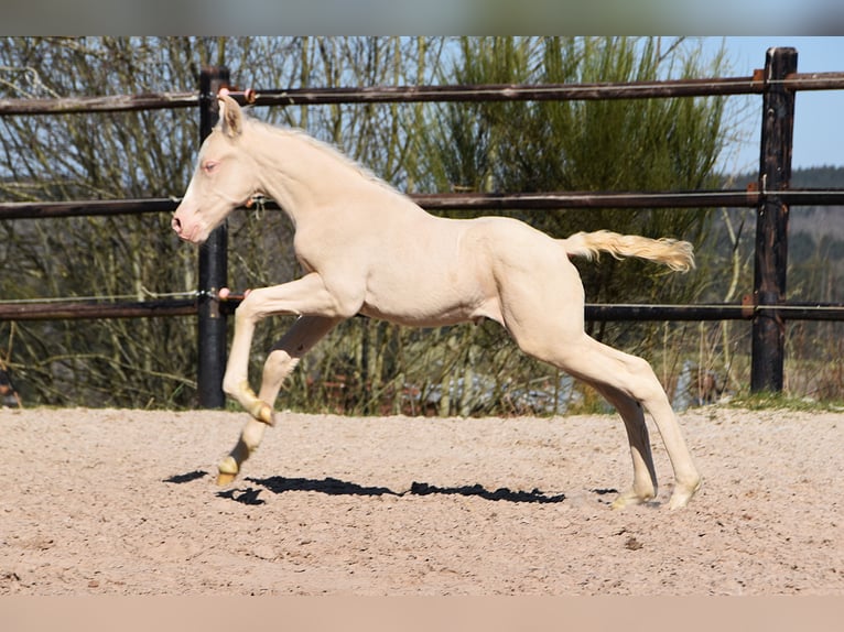 PRE Stallion 1 year in Manhay