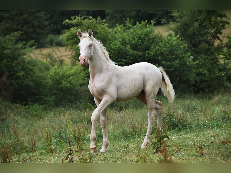 PRE Stallion 1 year in Manhay