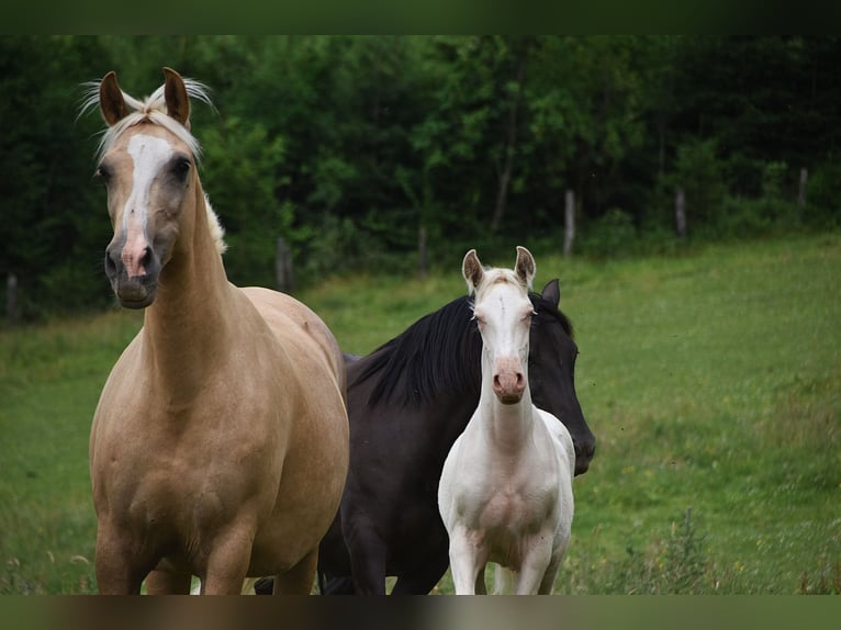 PRE Stallion 1 year in Manhay