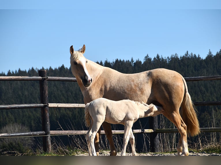 PRE Stallion 1 year in Manhay