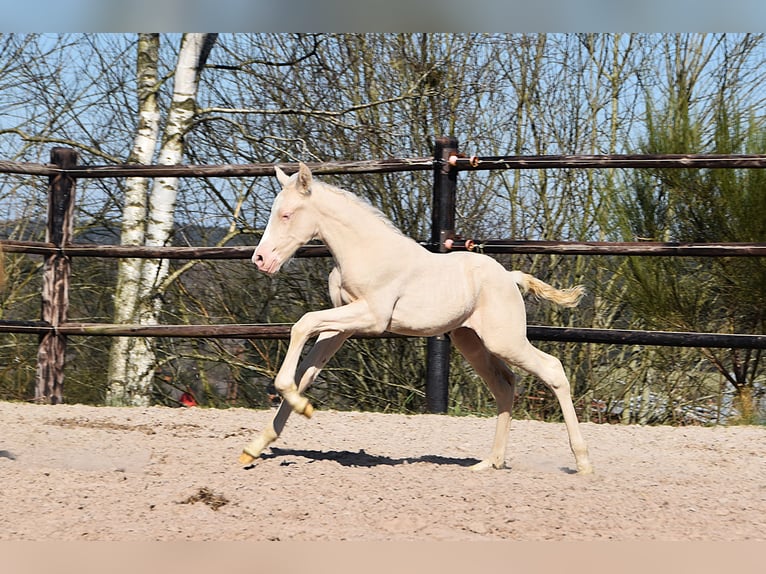 PRE Stallion 1 year in Manhay