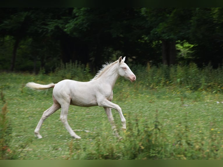 PRE Stallion 1 year in Manhay